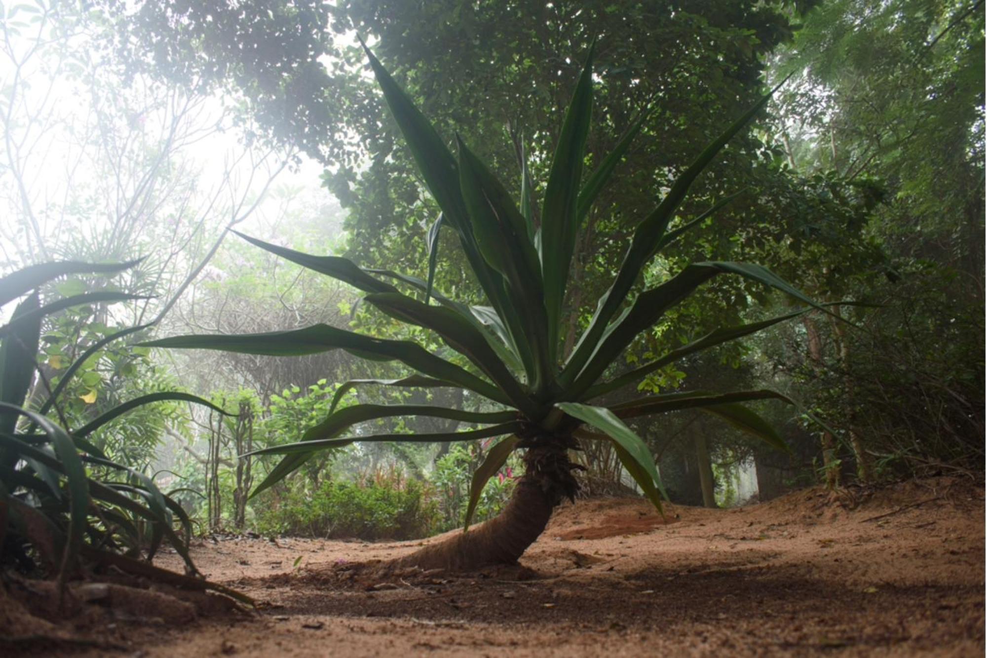Gaia'S Garden Guest House Auroville Ngoại thất bức ảnh