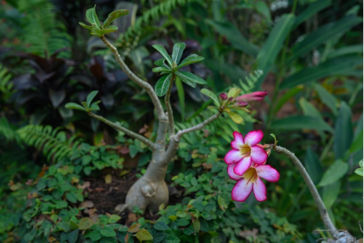 Gaia'S Garden Guest House Auroville Ngoại thất bức ảnh